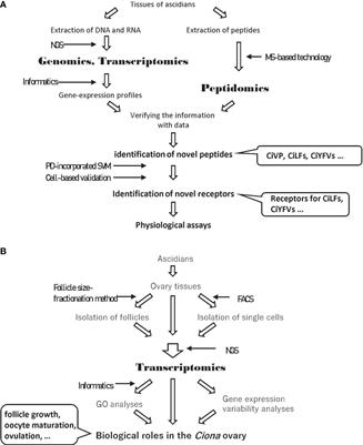 Omics Studies for the Identification of Ascidian Peptides, Cognate Receptors, and Their Relevant Roles in Ovarian Follicular Development